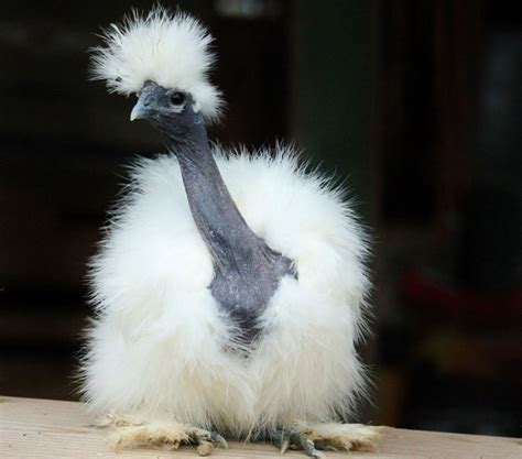 showgirl silkie chickens|Silkies: A Comprehensive Silkie Chicken Guide For。